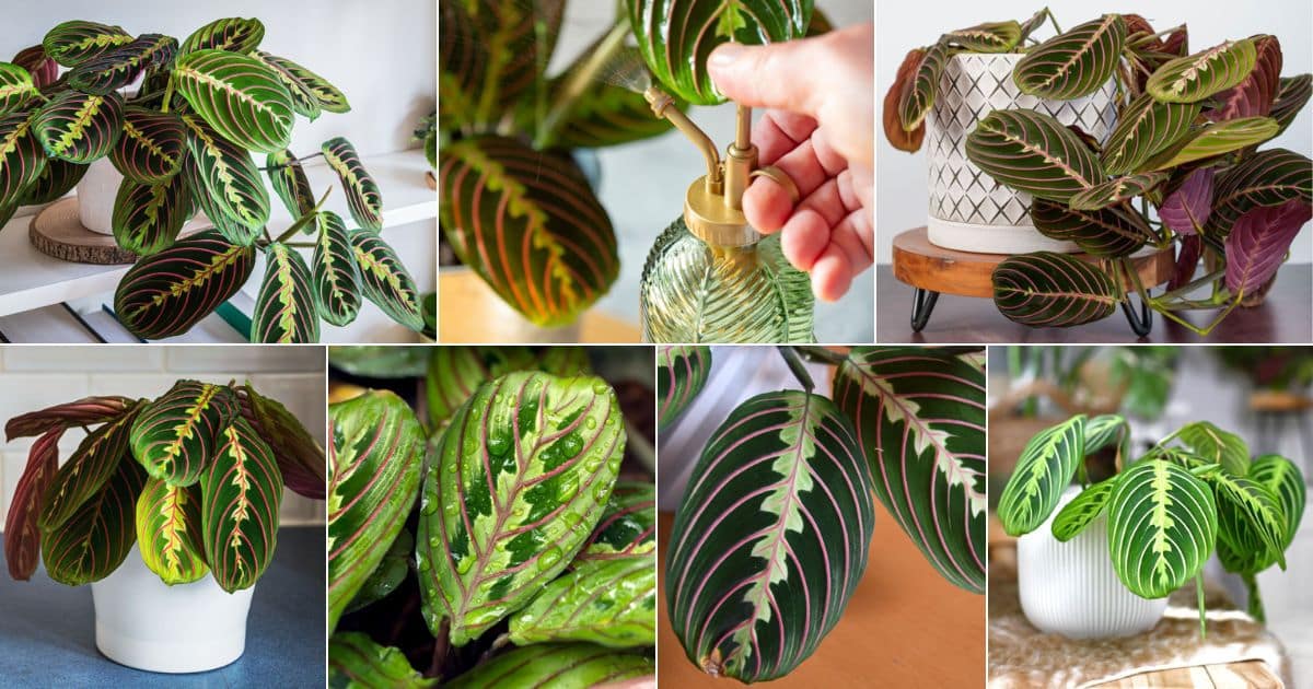 Ultimate Guide to Caring for your Prayer Plant - Gardening