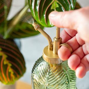 A gardener misting a prayer plant with a small watering can.