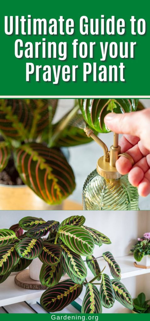 Ultimate Guide to Caring for your Prayer Plant pinterest image.