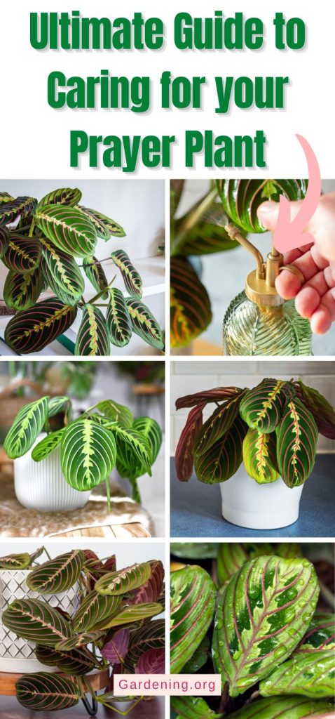 Ultimate Guide to Caring for your Prayer Plant pinterest image.