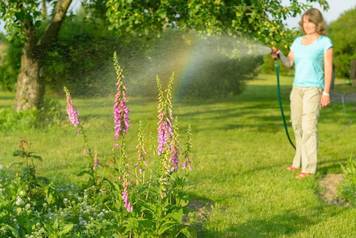 A woman waters a foxglove plant
