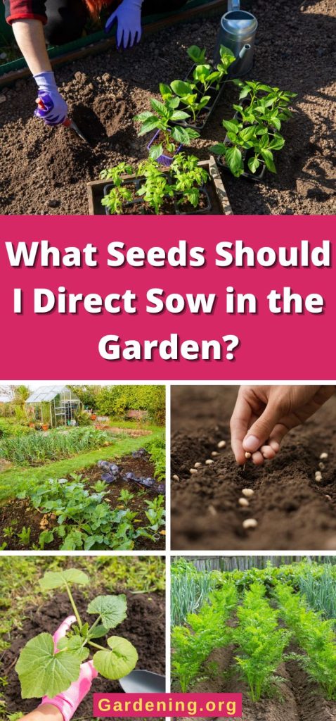 What Seeds Should I Direct Sow in the Garden? pinterest image.