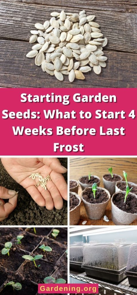 Starting Garden Seeds: What to Start 4 Weeks Before Last Frost pinterest image.