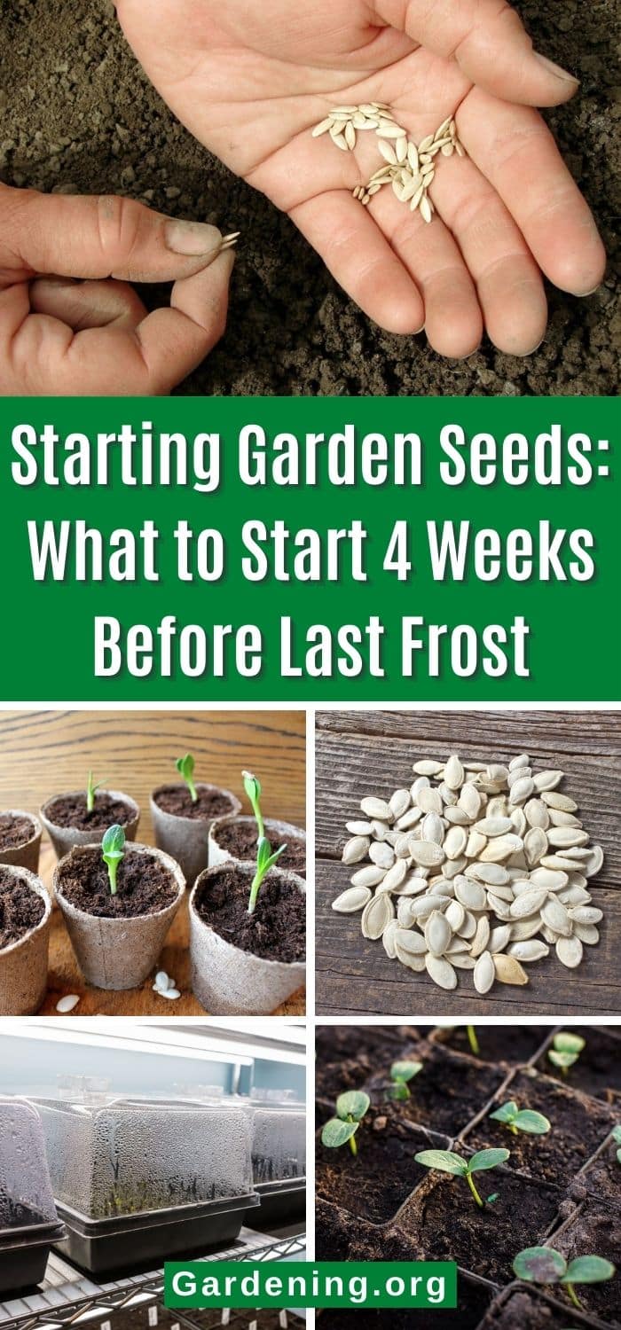 Which Seeds to Start 4 Weeks Before Last Frost? - Gardening