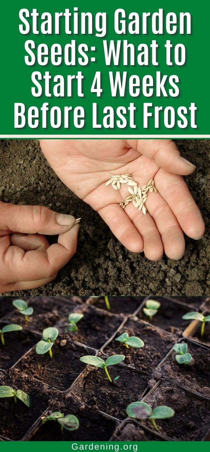 Which Seeds to Start 4 Weeks Before Last Frost? - Gardening