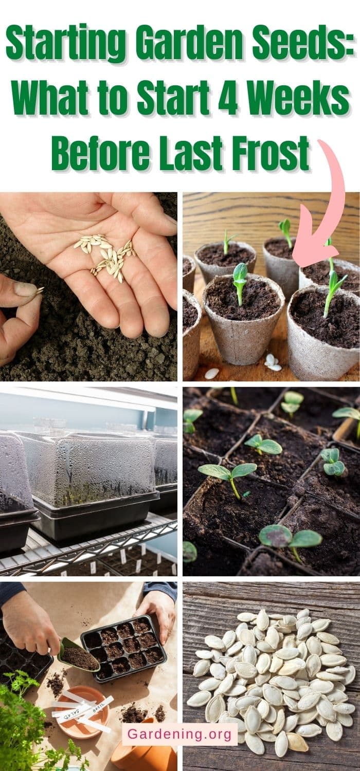 Which Seeds to Start 4 Weeks Before Last Frost? - Gardening