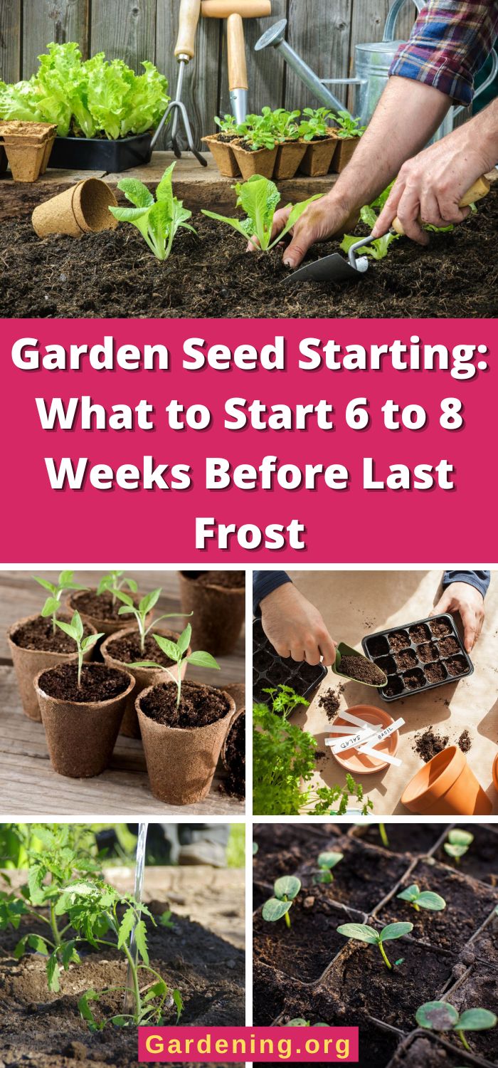 Which Seeds to Start 6 to 8 Weeks Before Last Frost? (36 Plants ...