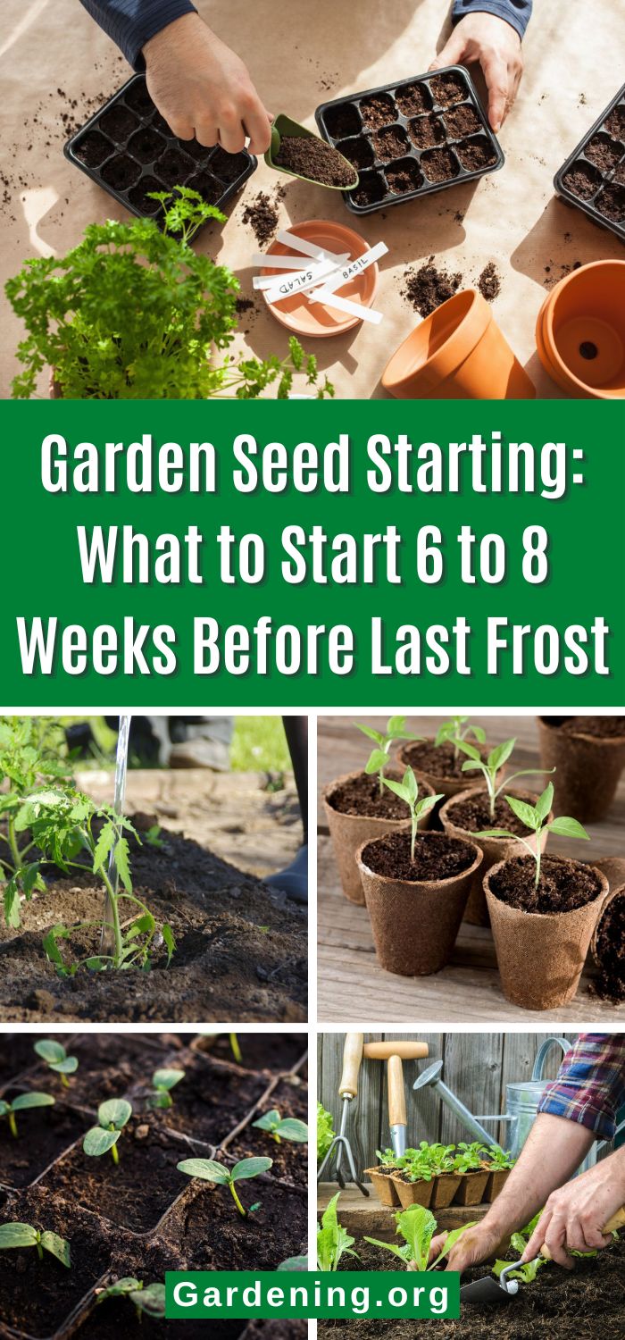 Which Seeds to Start 6 to 8 Weeks Before Last Frost? (36 Plants ...