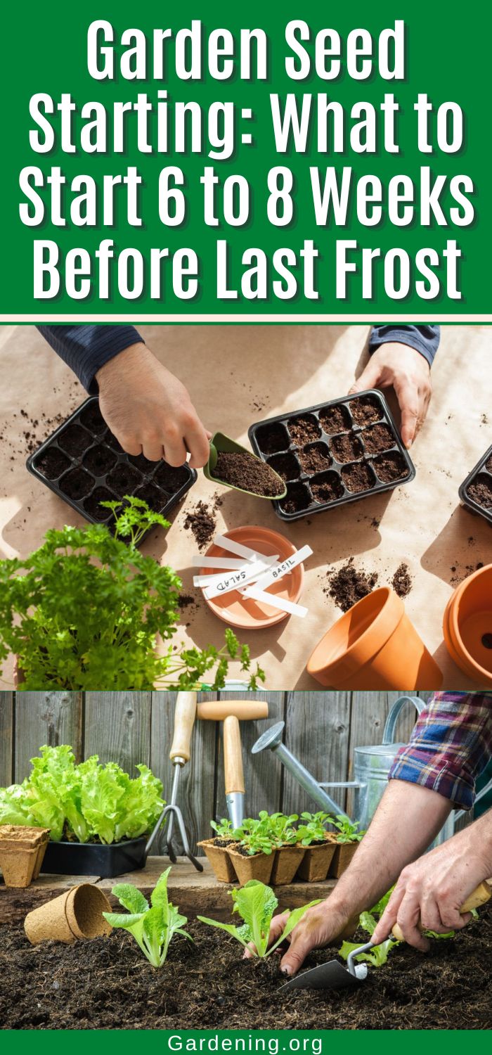 Which Seeds to Start 6 to 8 Weeks Before Last Frost? (36 Plants ...