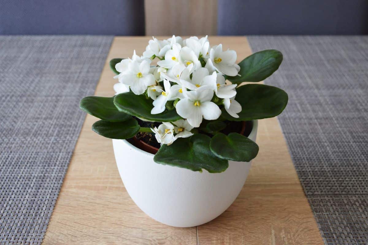 A white African violet in full bloom sits on a table