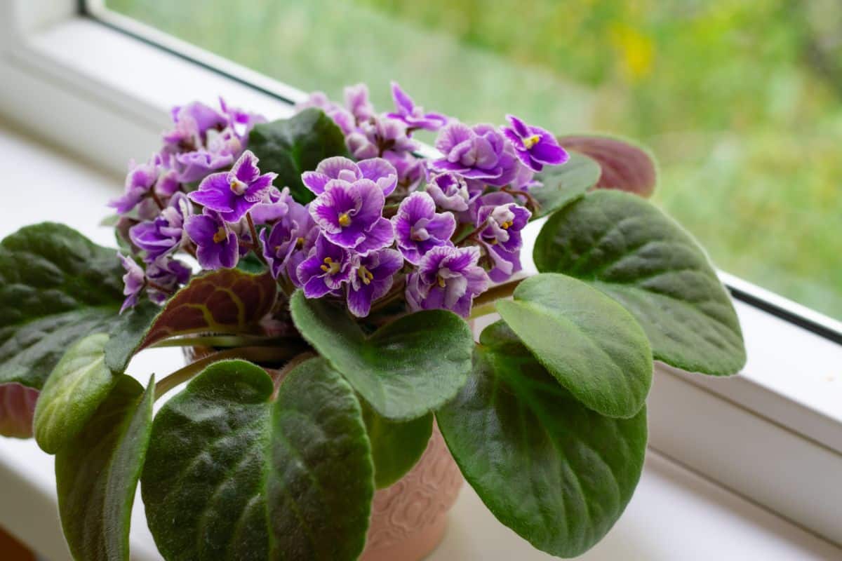 African violets will continuously rebloom with good care