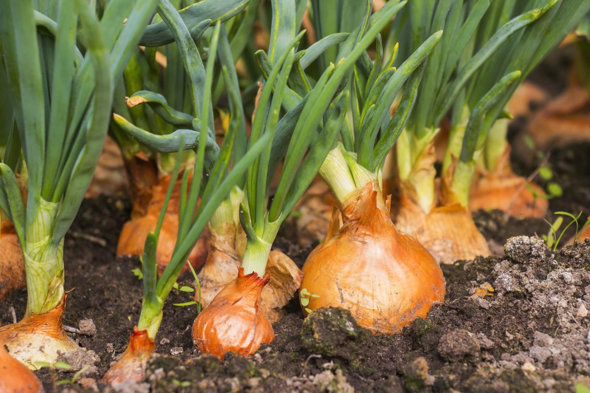 Onions, a good companion plant for brassicas