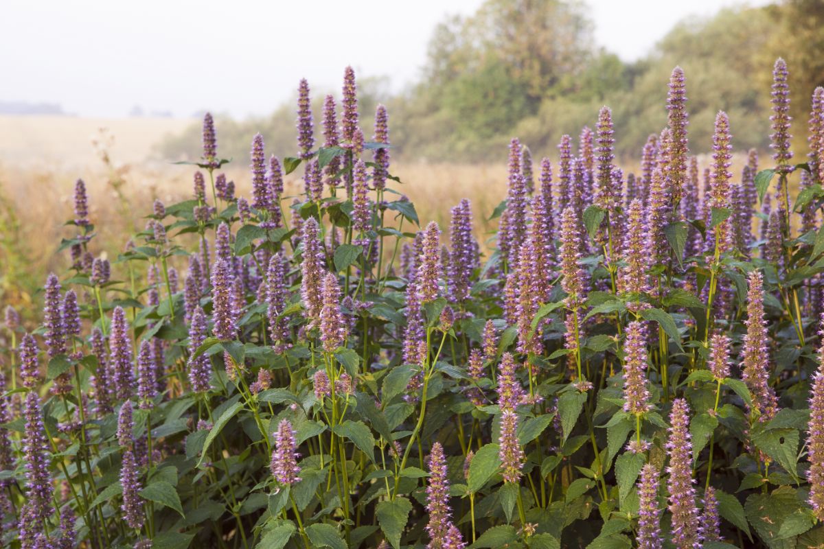 A stand of anise hyssop fills in a large garden bed