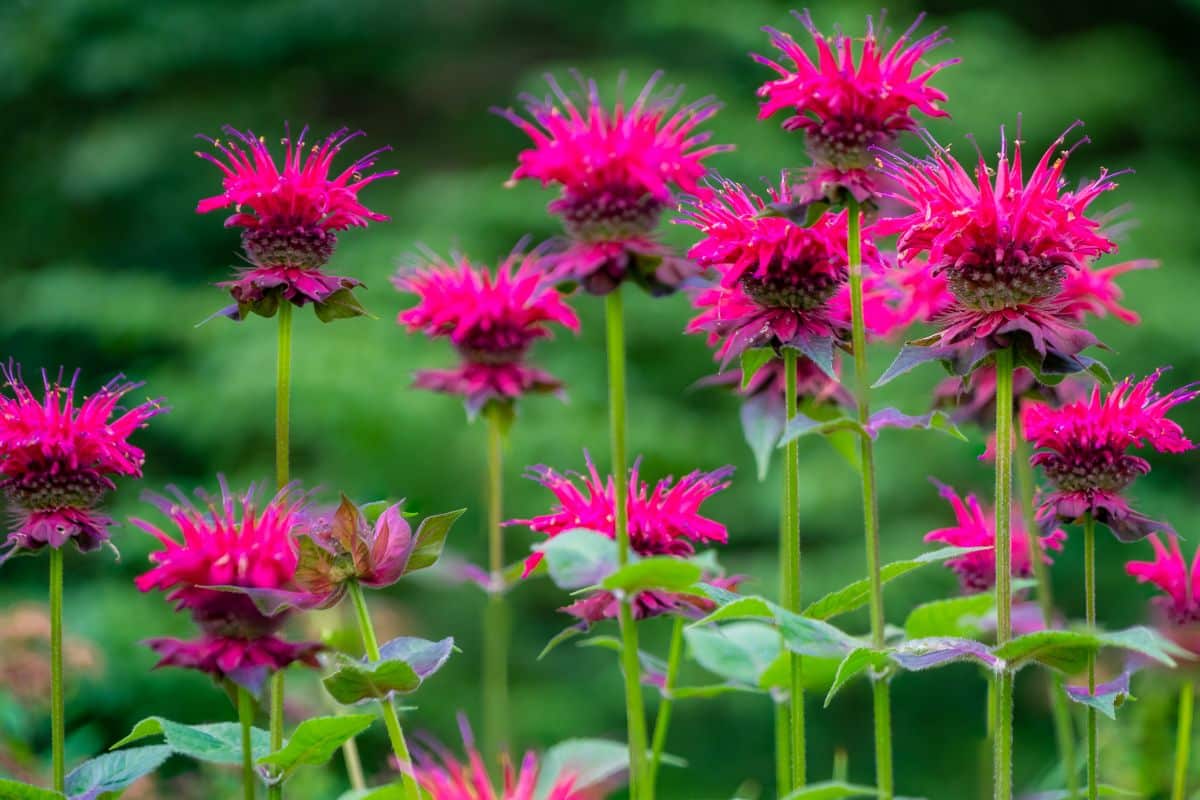Pink bee balm growing in clay soil