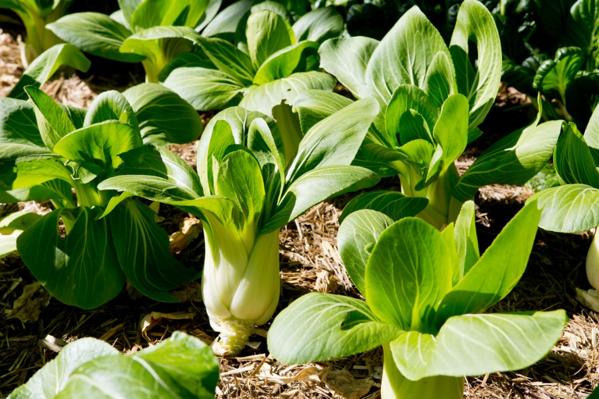 Fresh young bok choy 