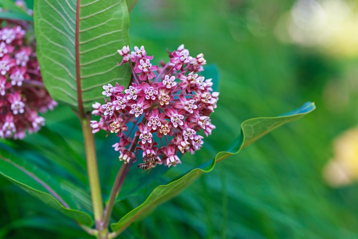 Purple flowering common milkweed