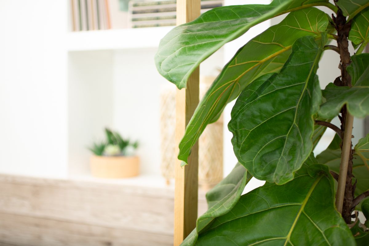 A large fiddle leaf fig adds statement to a living space