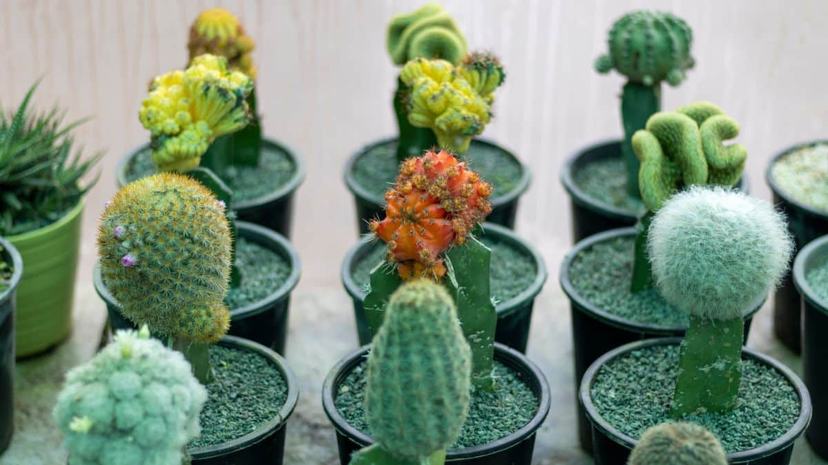 Cacti may be grafted for several reasons