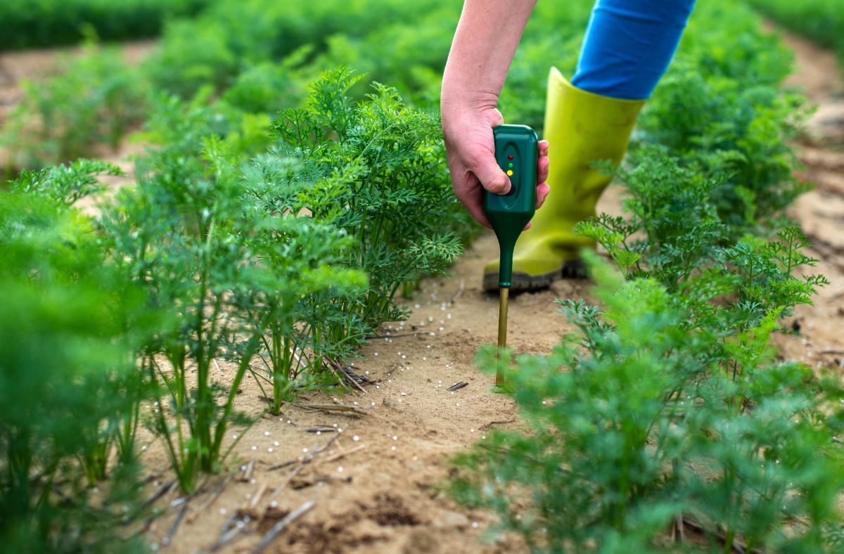 A gardener tests garden soil with a probe style pH meter