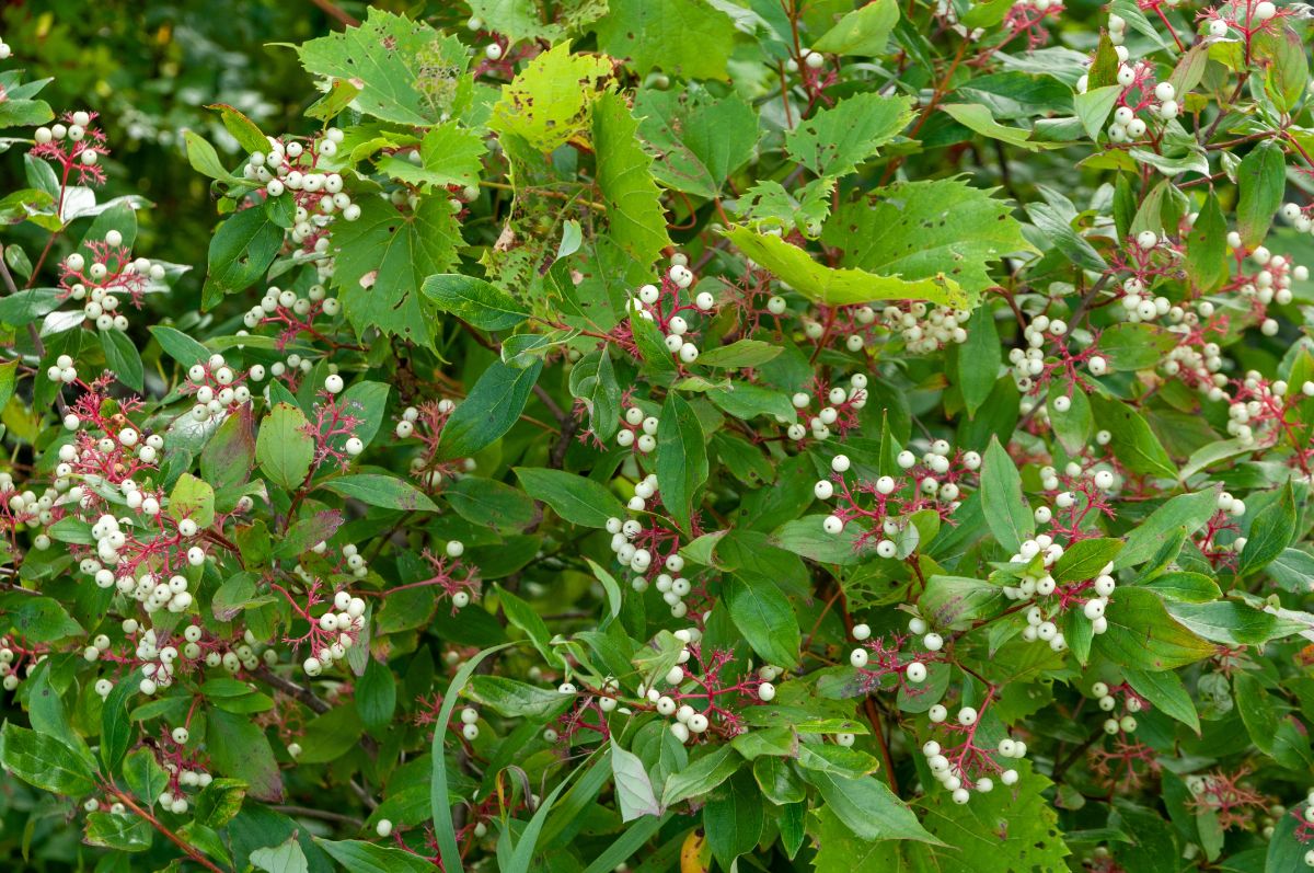 A red osier dogwood stands full of berries