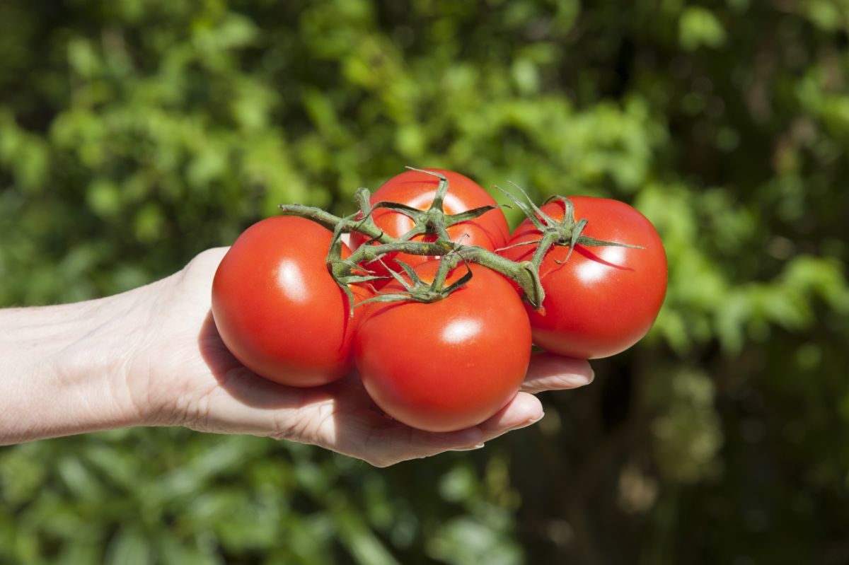 Multipurpose tomatoes can be used for fresh eating and for preserving.