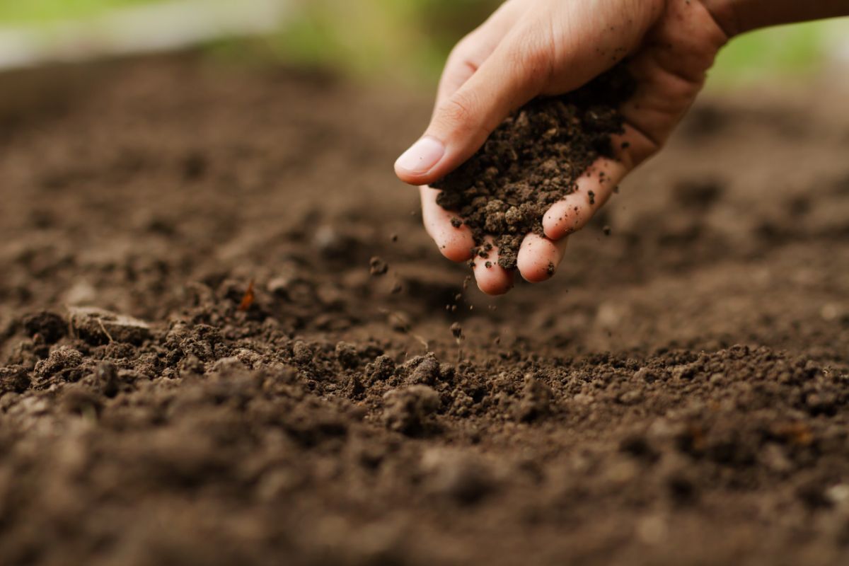A gardener picks up soil to run a DIY soil test
