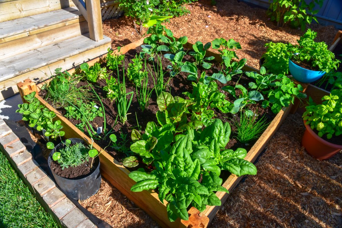 An abundance of produce grows in a small four foot garden plot using the square foot method