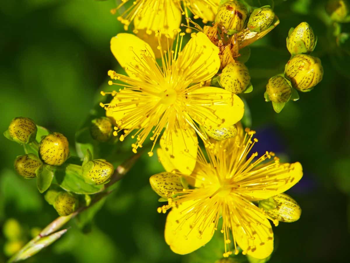 St Johns Wort flowers have plentiful stamens