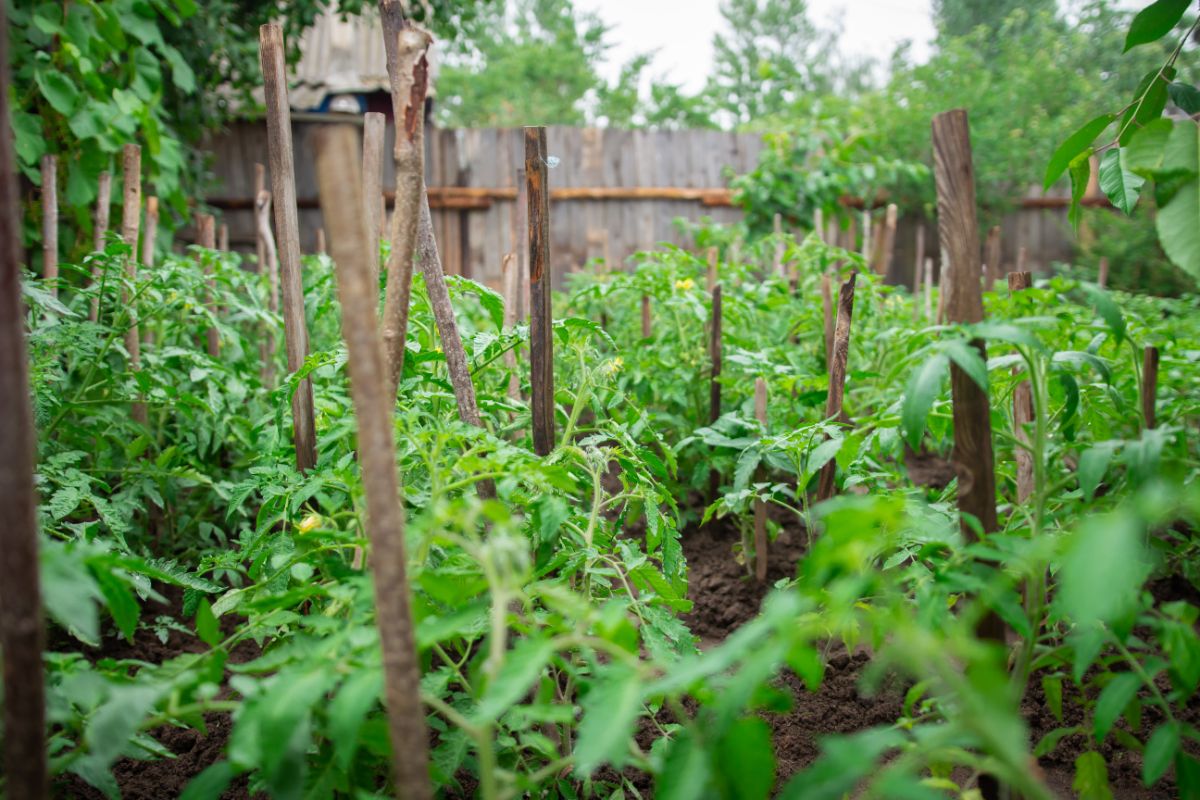 Tomatoes in a garden, varieties can be determinate, indeterminate, or semi determinate.