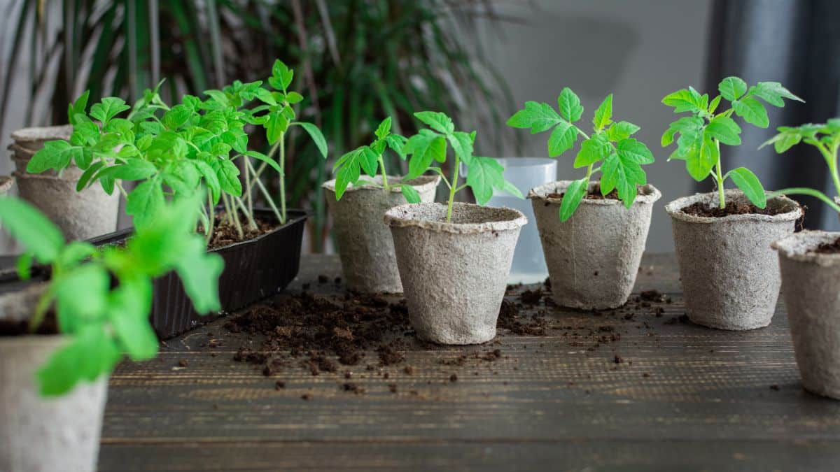 Seedlings started indoors do best if they are fertilized regularly.