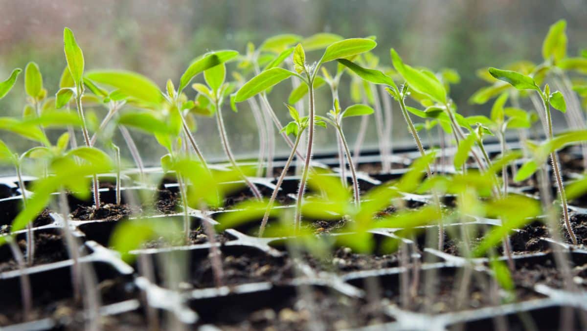 Tomato seedlings grow too tall in response to inadequate light.