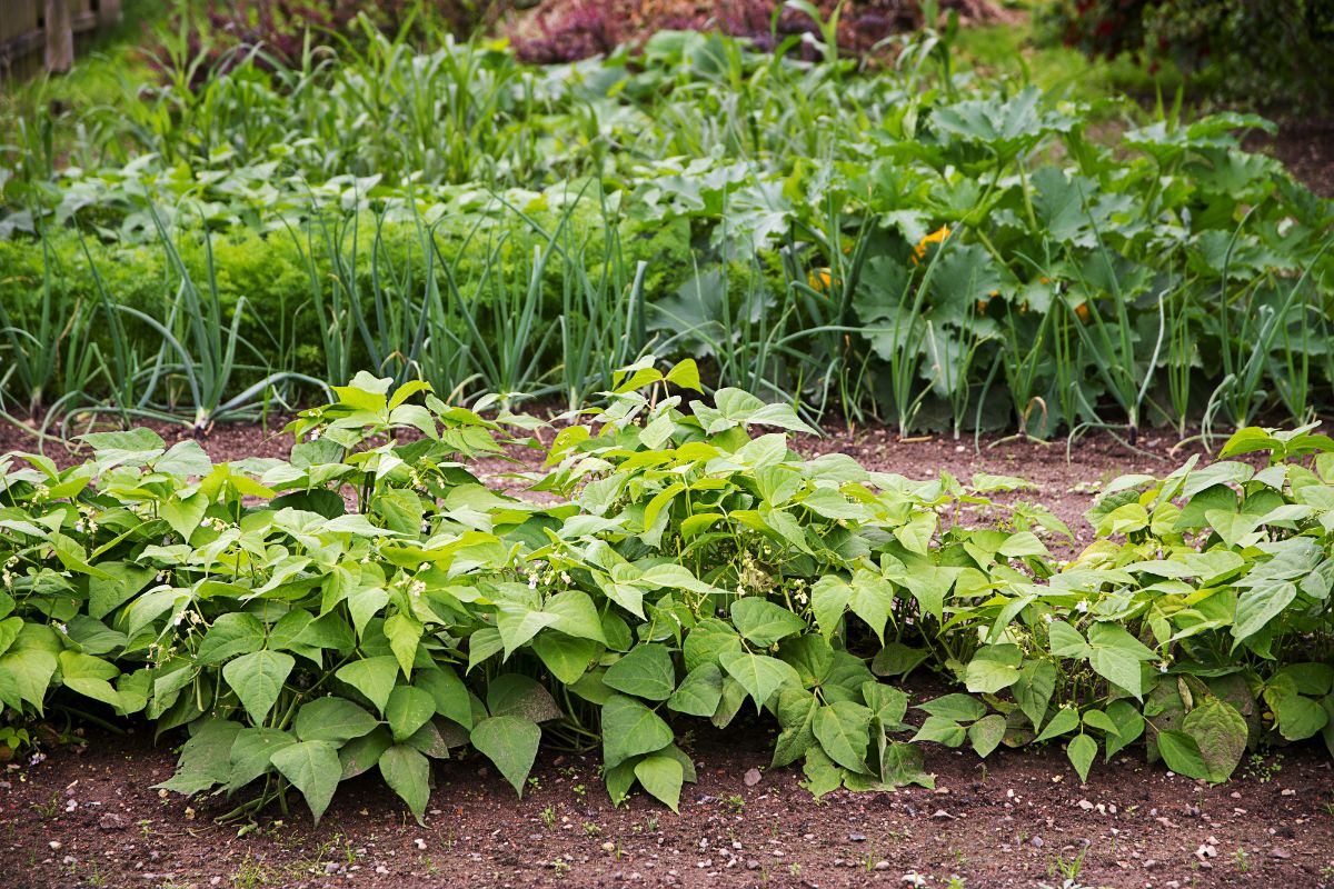 Bush beans are planted in a new location as part of a garden rotation