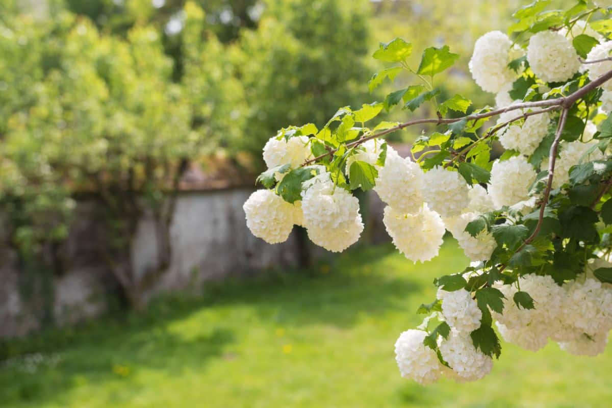 Large, white snowball flowers hang from a viburnum bush