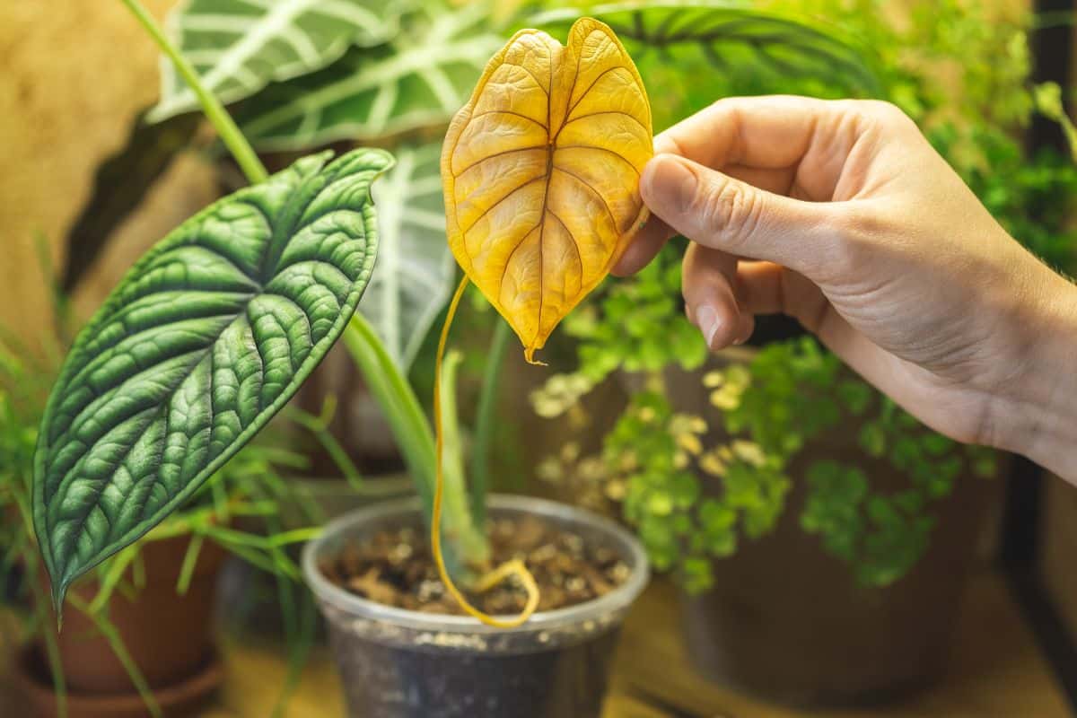 A yellowed leaf on a houseplant