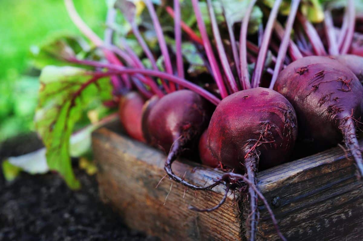 Red beet roots harvested from a square foot garden