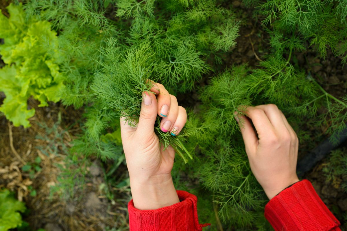 A woman picking fresh dill in her garden