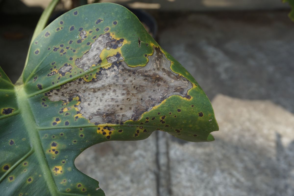 Plant virus on houseplant leaves