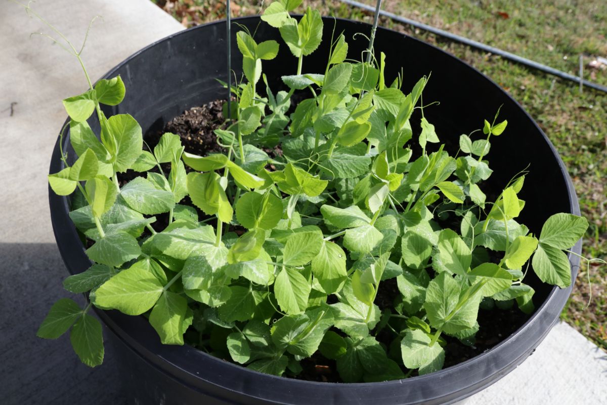 Peas growing in a container