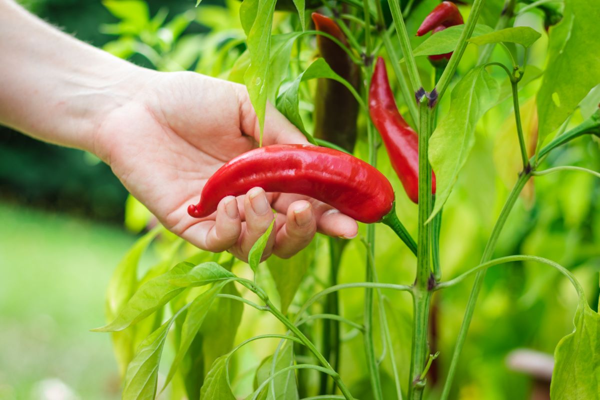 A gardener picks a ripe red pepper for salsa