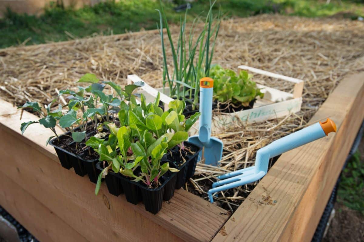 A raised bed is layered with a cover of straw mulch