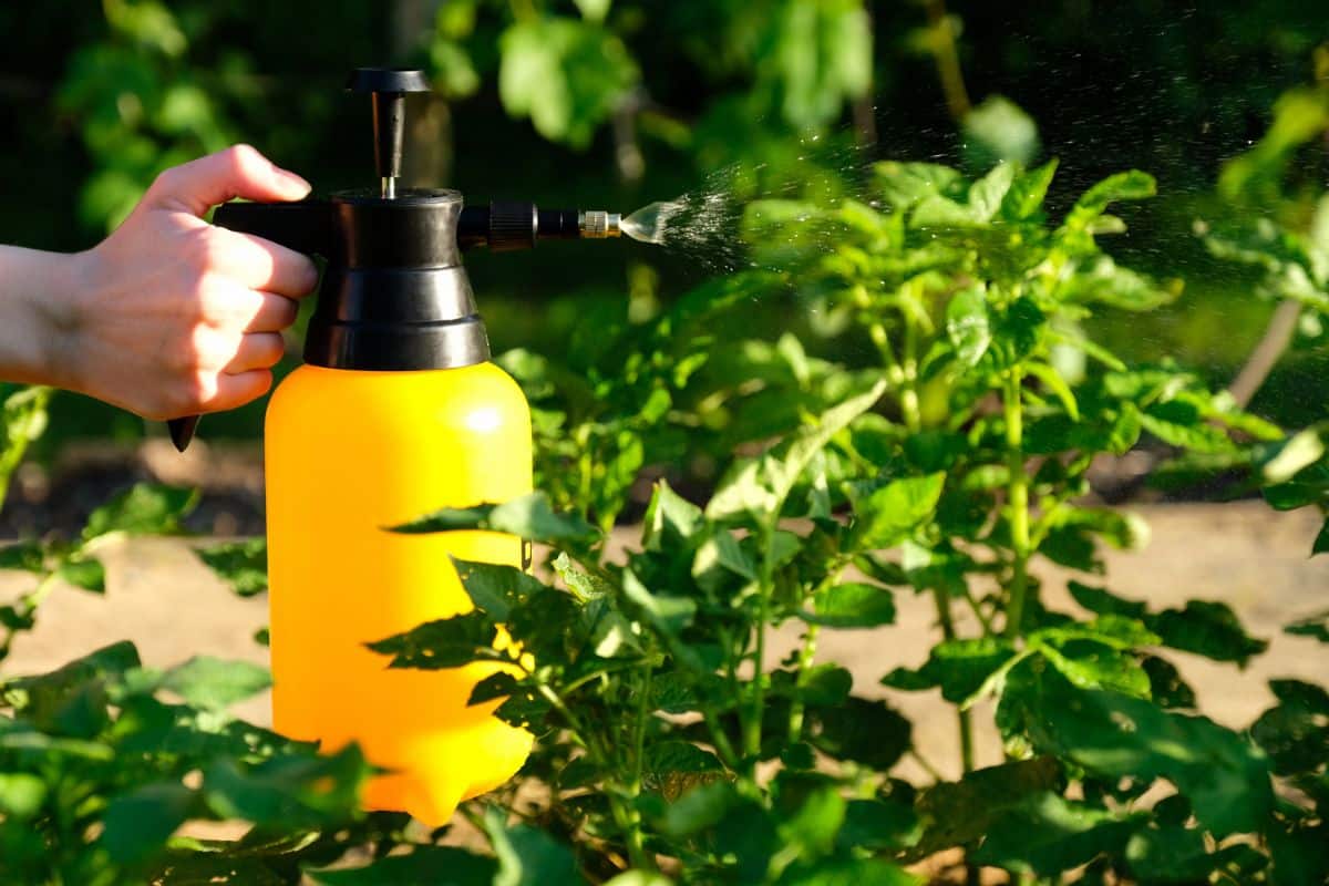 A foliar spray being applied to potatoes