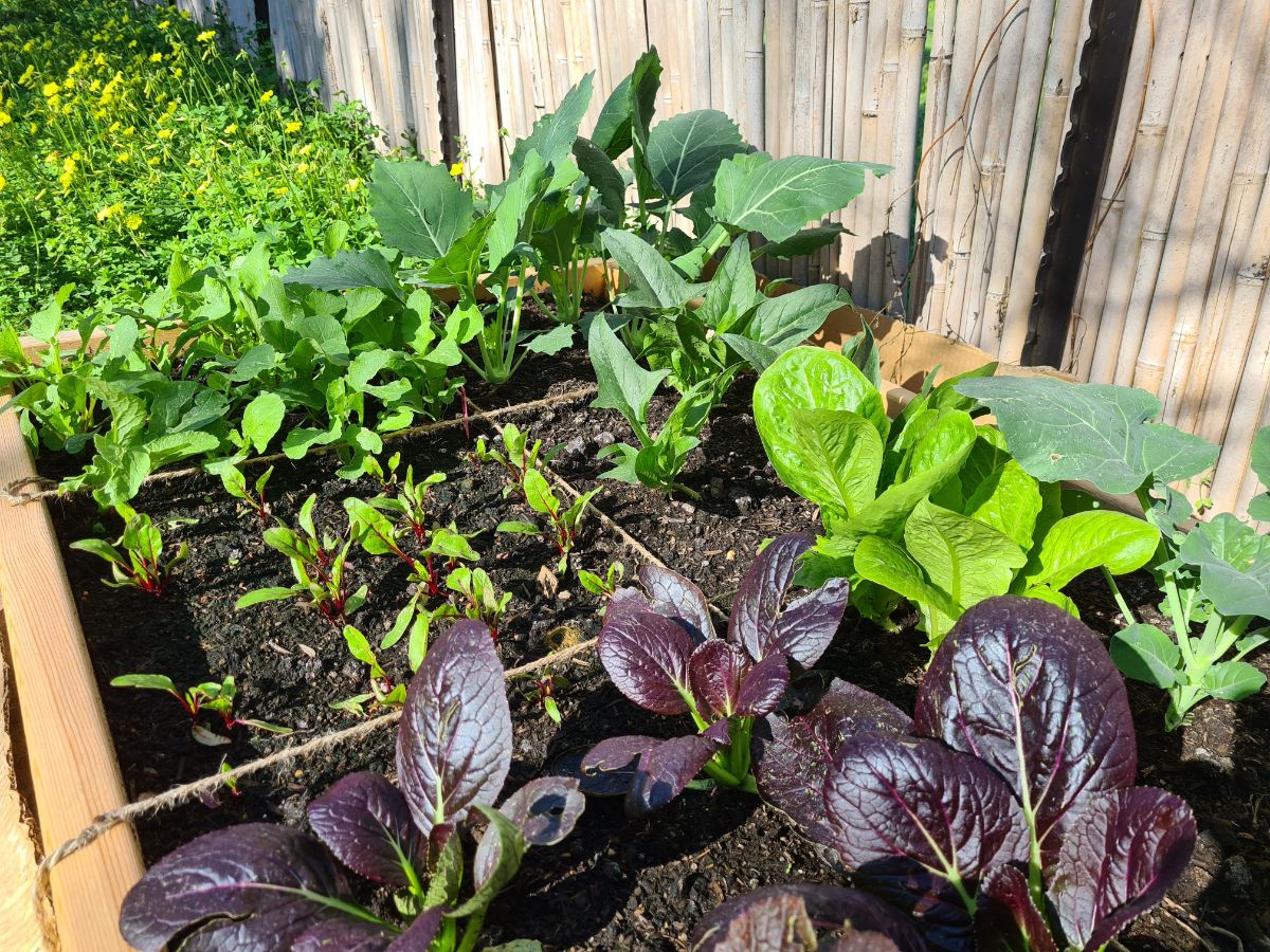A well-tended square foot garden grows nicely