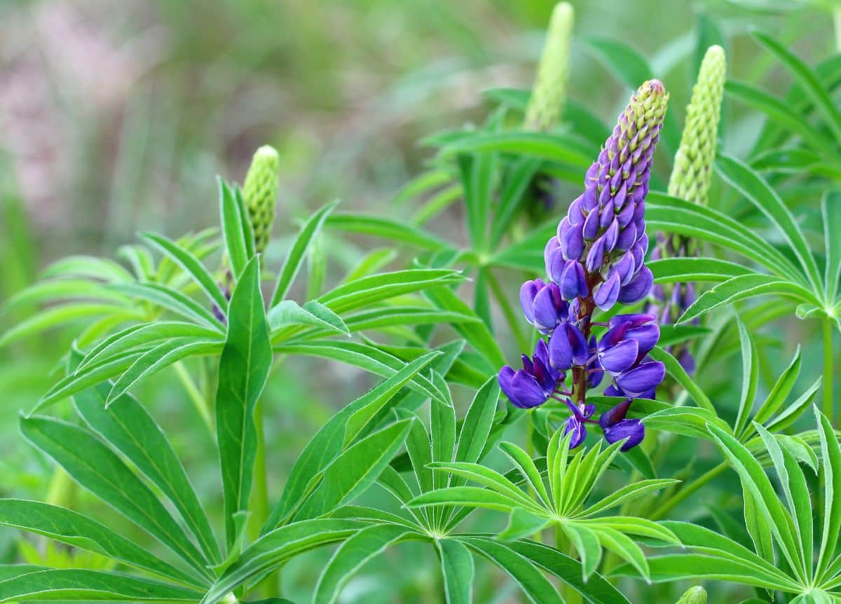 Purple Sundial lupines, a cottage favorite