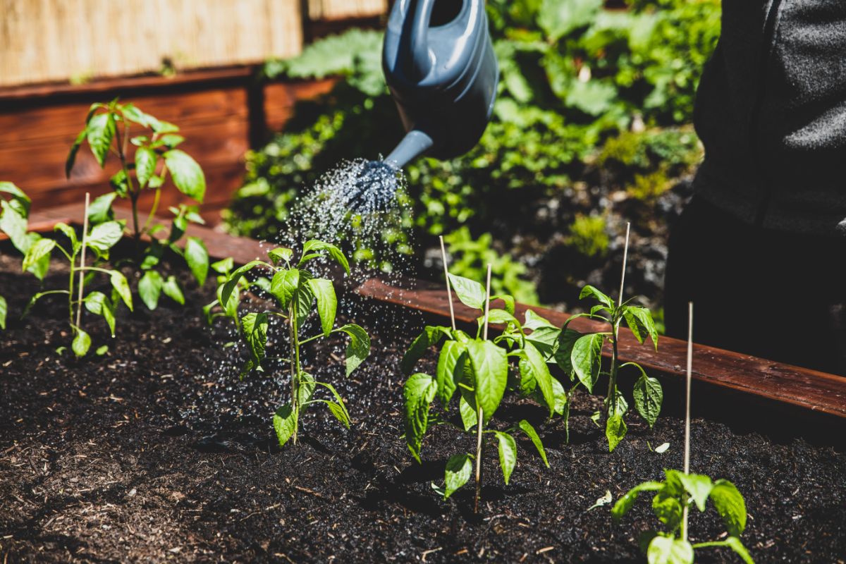 A gardener waters pepper plants in a square foot garden