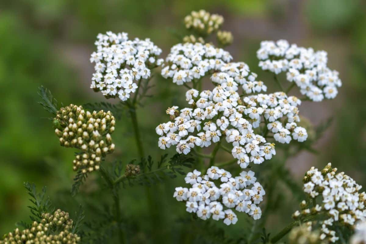 Yarrow in flower