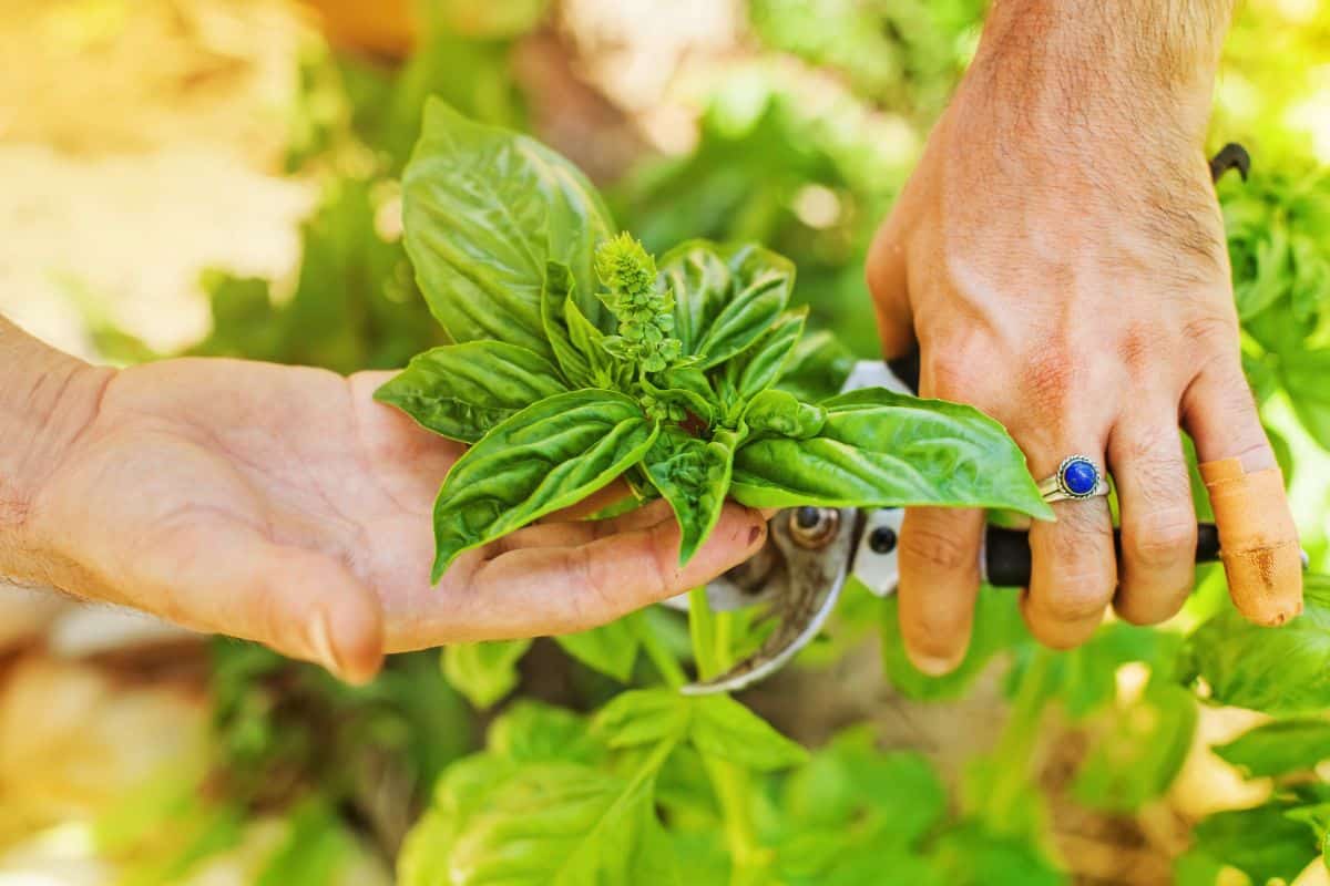 A gardener cuts basil from her pizza garden herbs