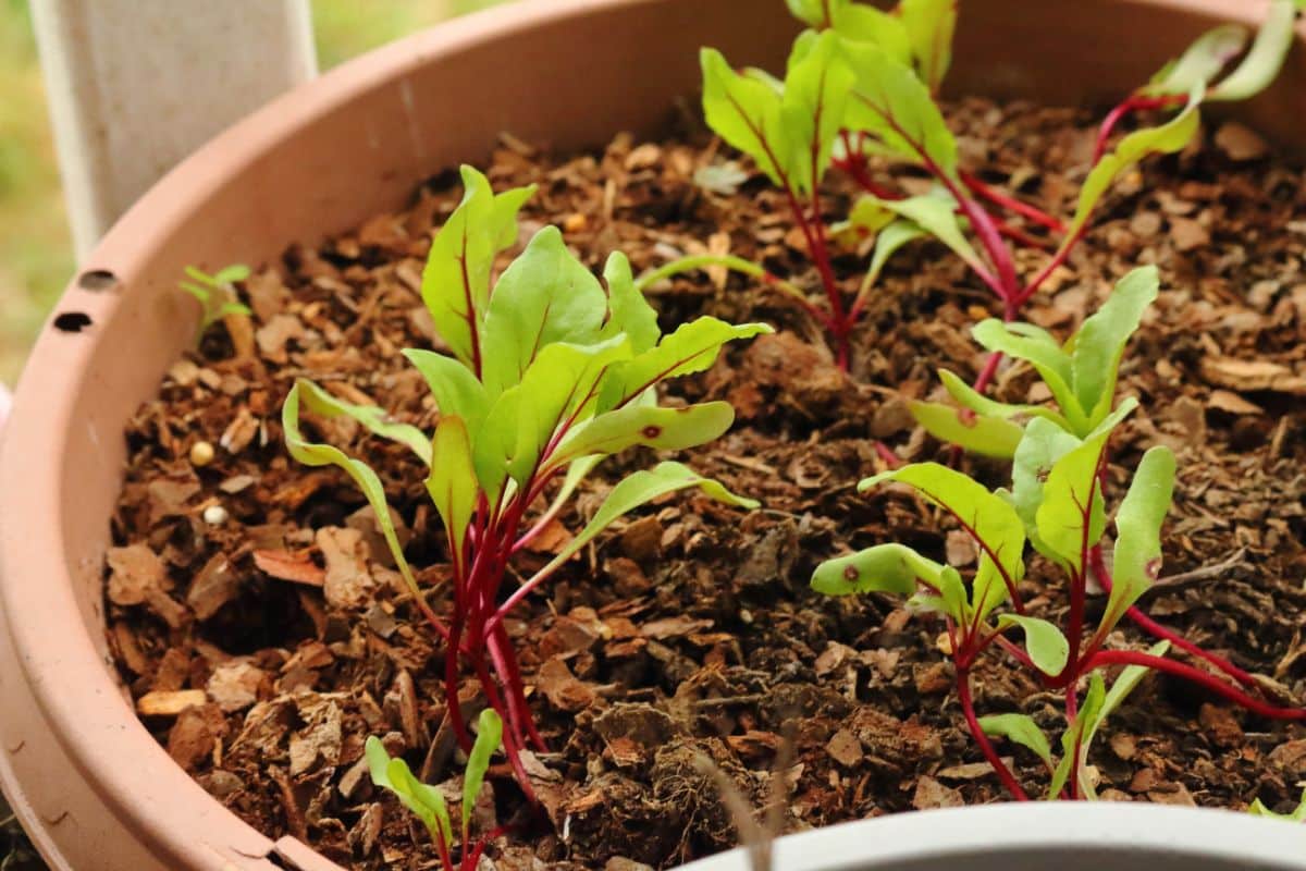 Beets growing in a container garden