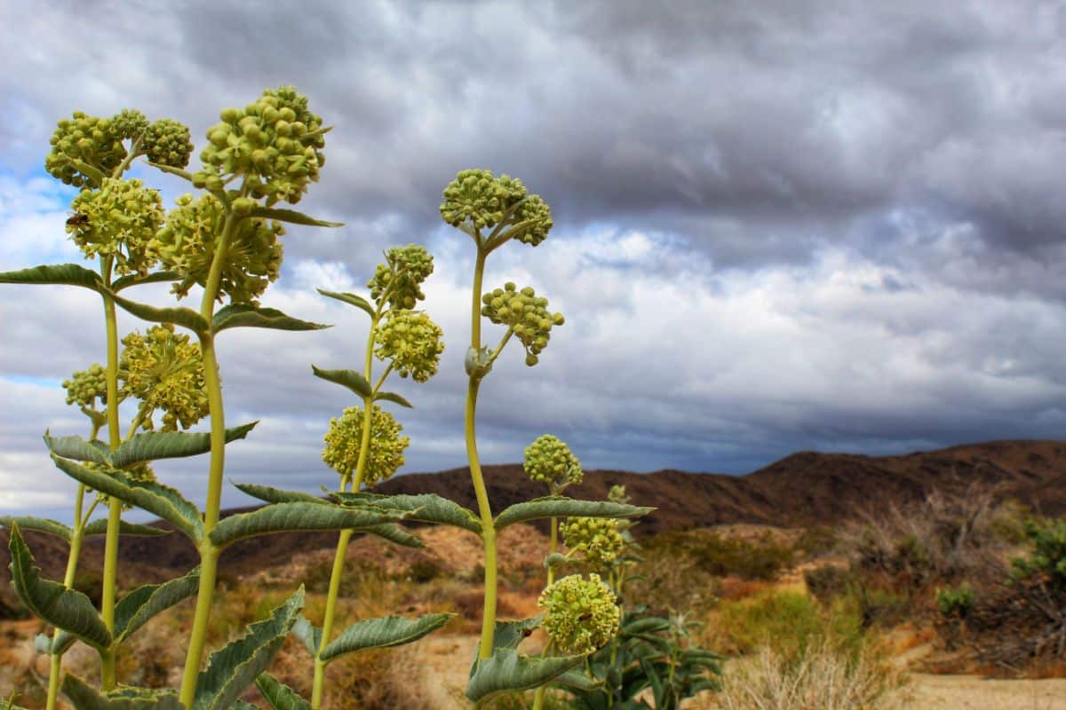 Desert milkweed growing in a dry climate