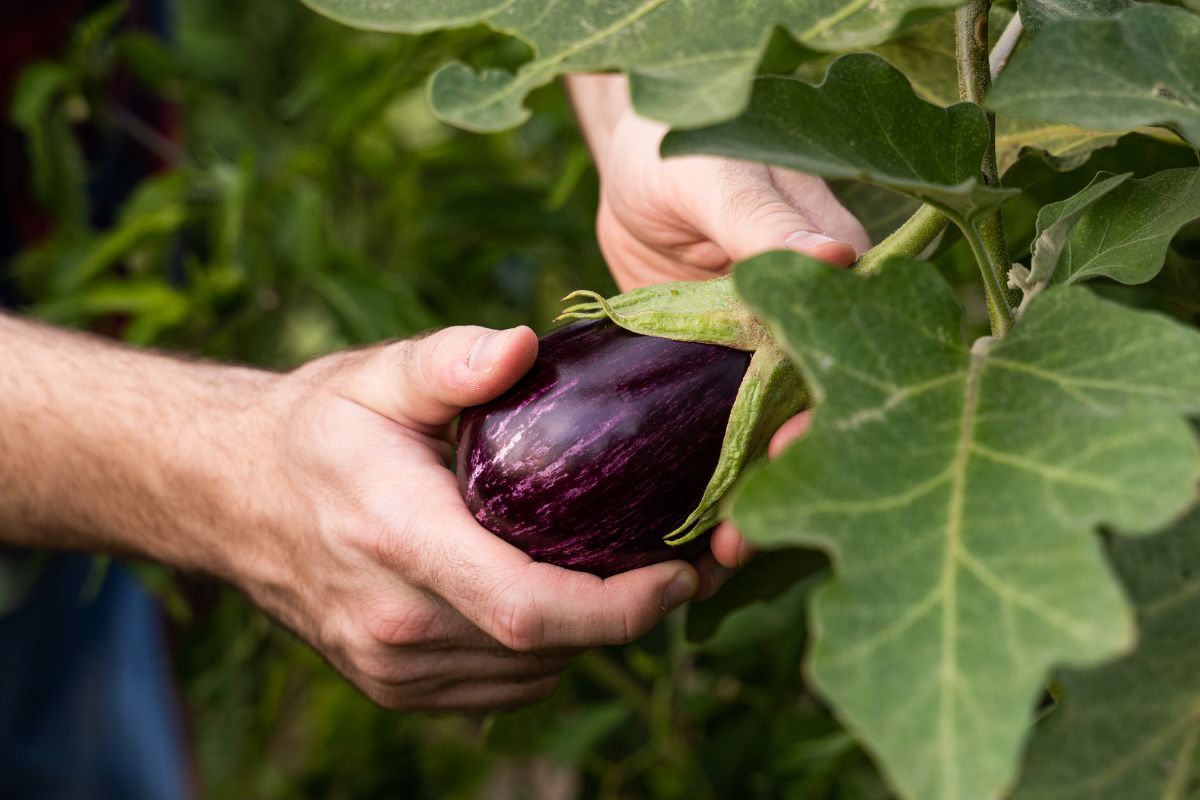 A person picking an eggplant from a bush