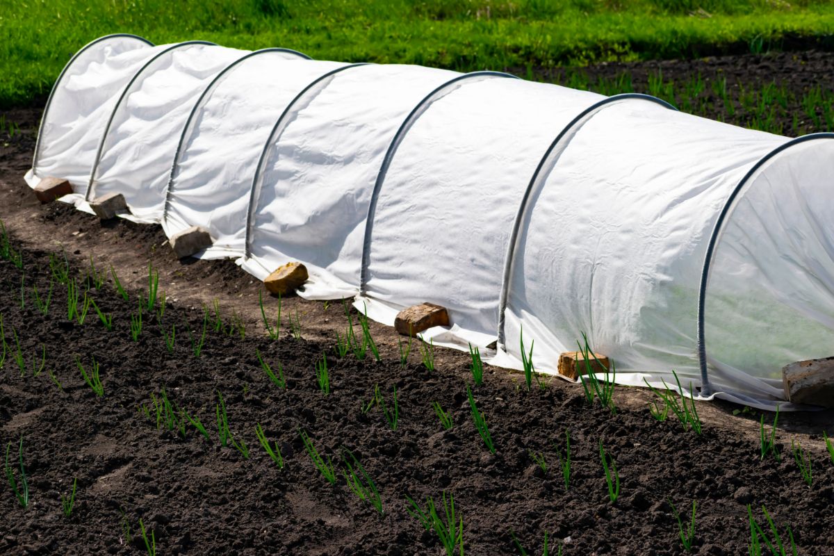 Floating row cover is used on an early crop to protect plants from insects